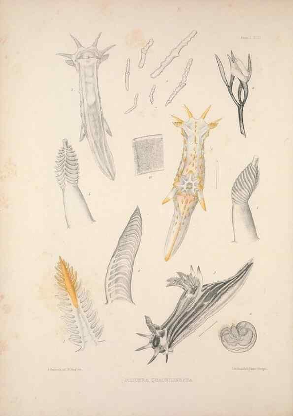 Reproducción/Reproduction 35502924381: A monograph of the British nudibranchiate Mollusca :. London :Printed for the Ray Society,1845-1910.