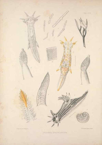Reproducción/Reproduction 35502924381: A monograph of the British nudibranchiate Mollusca :. London :Printed for the Ray Society,1845-1910.
