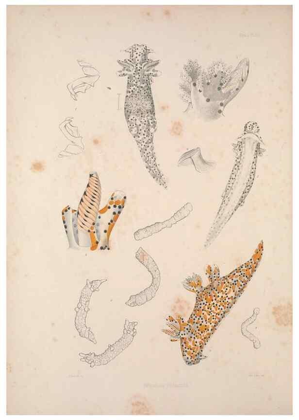 Reproducción/Reproduction 34824355743: A monograph of the British nudibranchiate Mollusca :. London :Printed for the Ray Society,1845-1910.