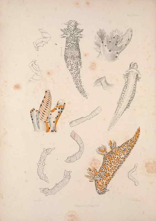 Reproducción/Reproduction 34824355743: A monograph of the British nudibranchiate Mollusca :. London :Printed for the Ray Society,1845-1910.