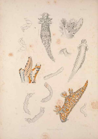Reproducción/Reproduction 34824355743: A monograph of the British nudibranchiate Mollusca :. London :Printed for the Ray Society,1845-1910.