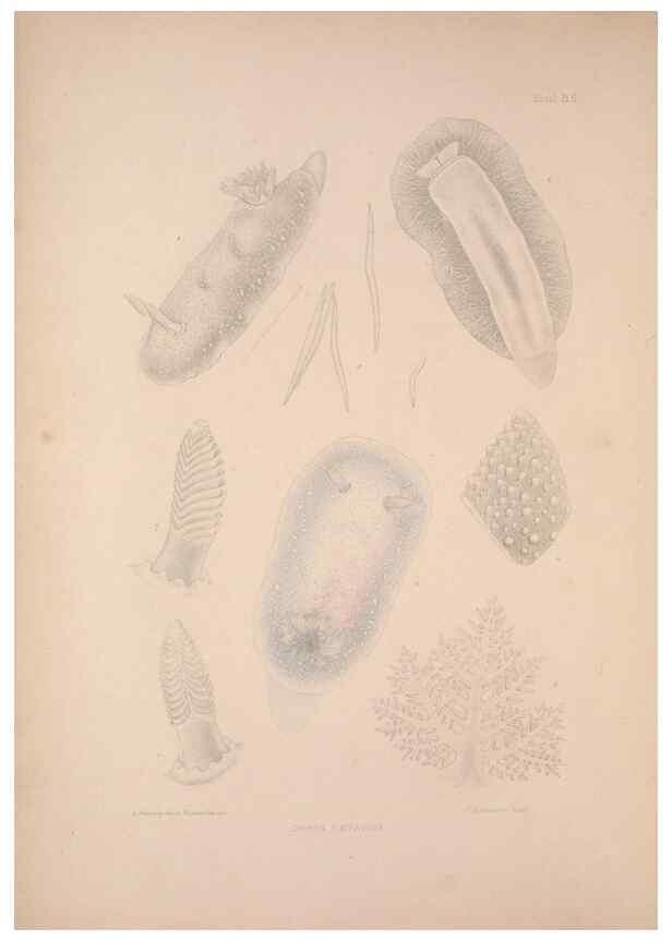Reproducción/Reproduction 35633197345: A monograph of the British nudibranchiate Mollusca :. London :Printed for the Ray Society,1845-1910.