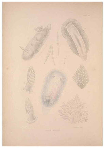 Reproducción/Reproduction 35633197345: A monograph of the British nudibranchiate Mollusca :. London :Printed for the Ray Society,1845-1910.