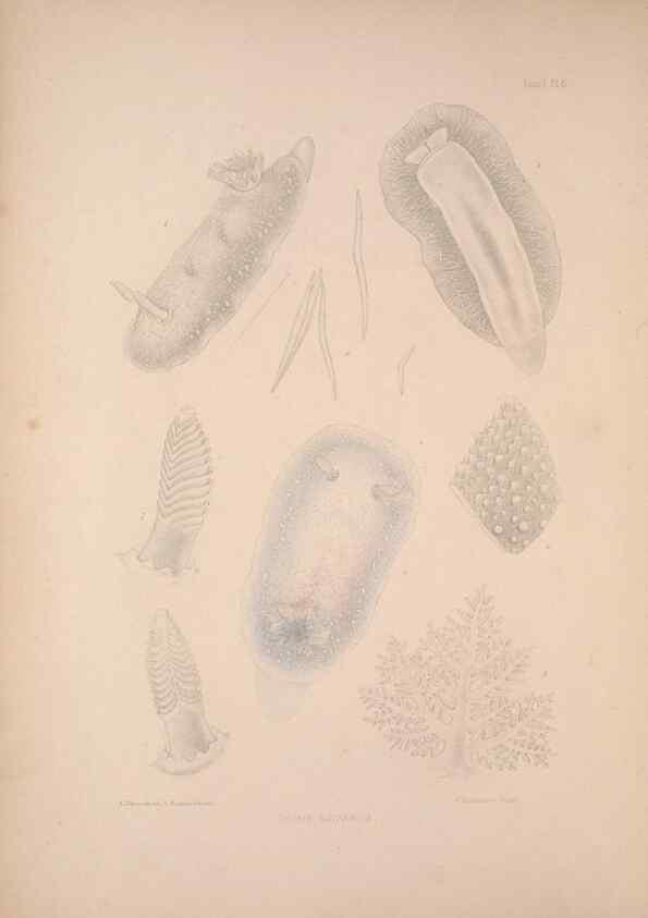 Reproducción/Reproduction 35633197345: A monograph of the British nudibranchiate Mollusca :. London :Printed for the Ray Society,1845-1910.