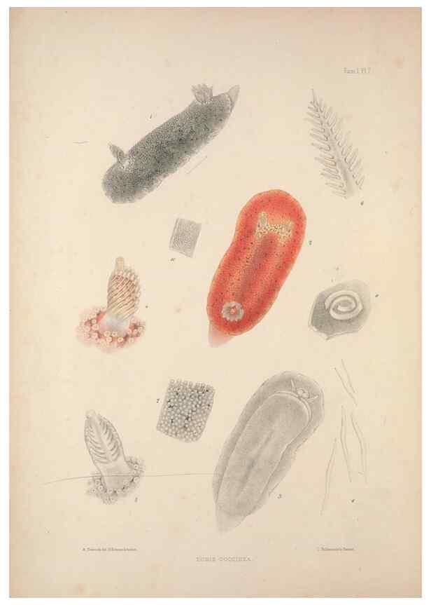 Reproducción/Reproduction 35633199295: A monograph of the British nudibranchiate Mollusca :. London :Printed for the Ray Society,1845-1910.