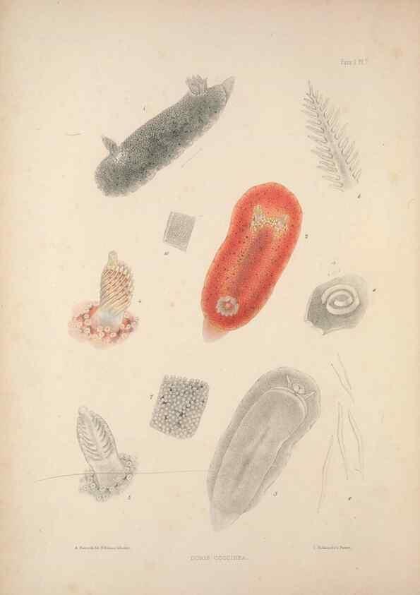 Reproducción/Reproduction 35633199295: A monograph of the British nudibranchiate Mollusca :. London :Printed for the Ray Society,1845-1910.