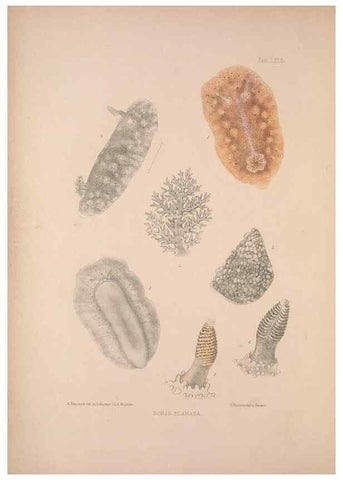 Reproducción/Reproduction 35633201715: A monograph of the British nudibranchiate Mollusca :. London :Printed for the Ray Society,1845-1910.