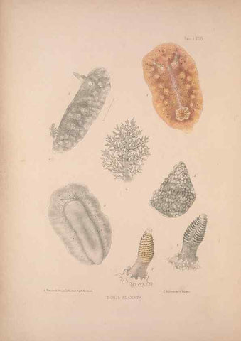 Reproducción/Reproduction 35633201715: A monograph of the British nudibranchiate Mollusca :. London :Printed for the Ray Society,1845-1910.