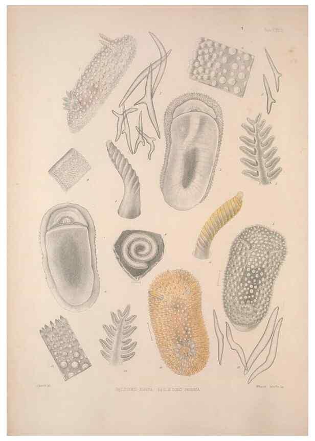 Reproducción/Reproduction 35633204235: A monograph of the British nudibranchiate Mollusca :. London :Printed for the Ray Society,1845-1910.