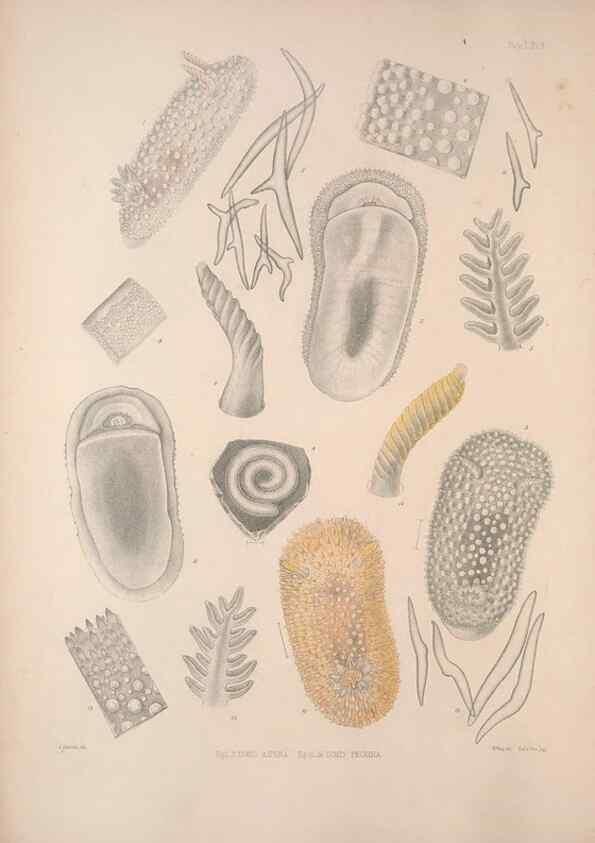Reproducción/Reproduction 35633204235: A monograph of the British nudibranchiate Mollusca :. London :Printed for the Ray Society,1845-1910.