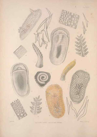 Reproducción/Reproduction 35633204235: A monograph of the British nudibranchiate Mollusca :. London :Printed for the Ray Society,1845-1910.