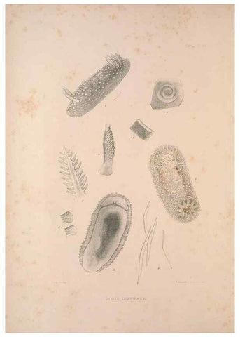 Reproducción/Reproduction 35633206875: A monograph of the British nudibranchiate Mollusca :. London :Printed for the Ray Society,1845-1910.