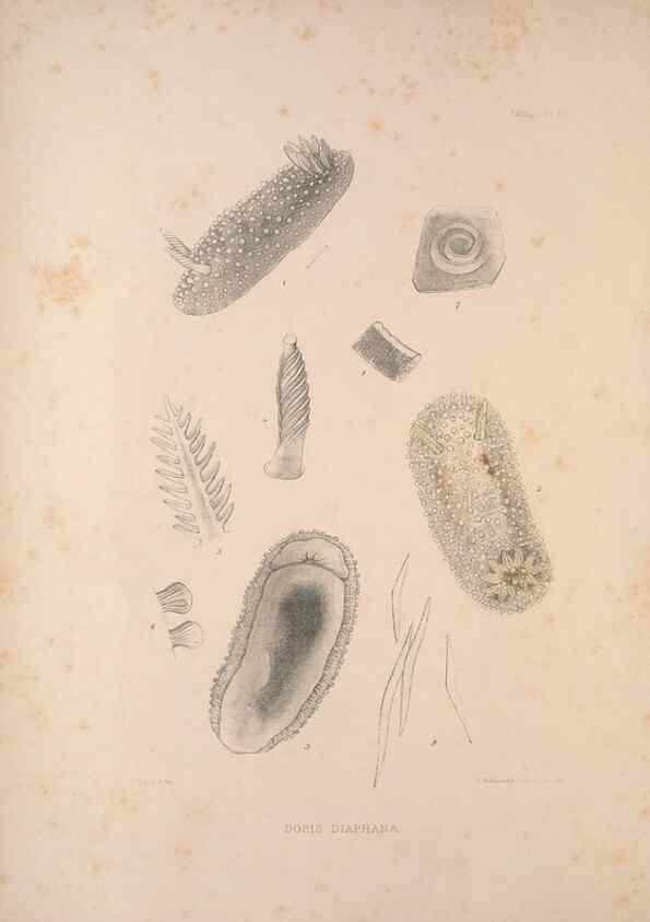 Reproducción/Reproduction 35633206875: A monograph of the British nudibranchiate Mollusca :. London :Printed for the Ray Society,1845-1910.