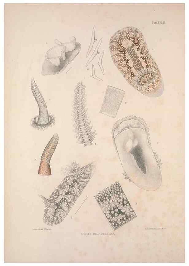 Reproducción/Reproduction 35246512730: A monograph of the British nudibranchiate Mollusca :. London :Printed for the Ray Society,1845-1910.