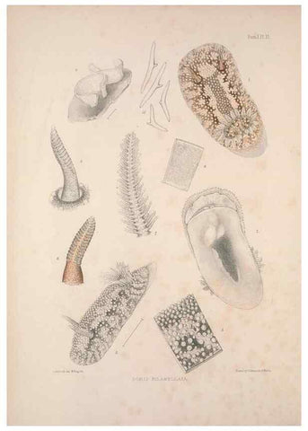 Reproducción/Reproduction 35246512730: A monograph of the British nudibranchiate Mollusca :. London :Printed for the Ray Society,1845-1910.