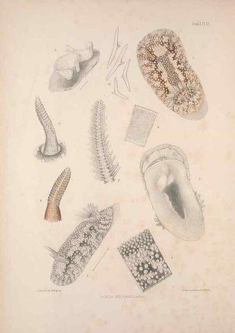 Reproducción/Reproduction 35246512730: A monograph of the British nudibranchiate Mollusca :. London :Printed for the Ray Society,1845-1910.