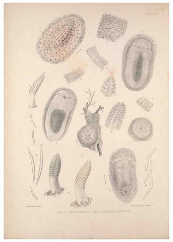 Reproducción/Reproduction 35633211695: A monograph of the British nudibranchiate Mollusca :. London :Printed for the Ray Society,1845-1910.