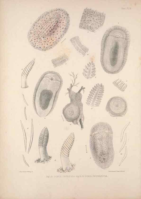 Reproducción/Reproduction 35633211695: A monograph of the British nudibranchiate Mollusca :. London :Printed for the Ray Society,1845-1910.
