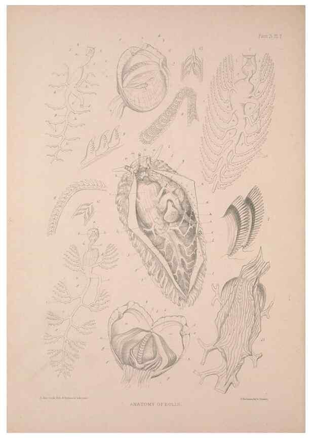 Reproducción/Reproduction 34792243494: A monograph of the British nudibranchiate Mollusca :. London :Printed for the Ray Society,1845-1910.