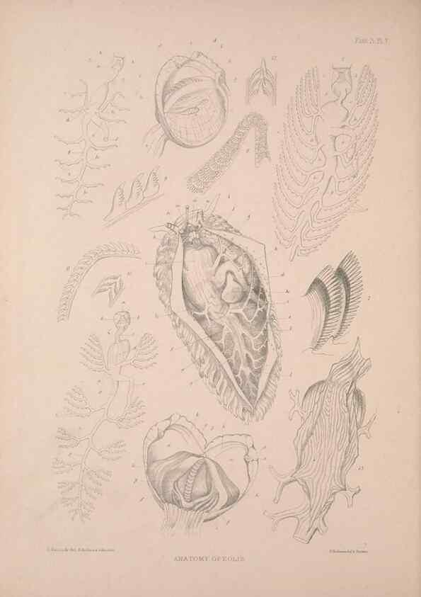 Reproducción/Reproduction 34792243494: A monograph of the British nudibranchiate Mollusca :. London :Printed for the Ray Society,1845-1910.