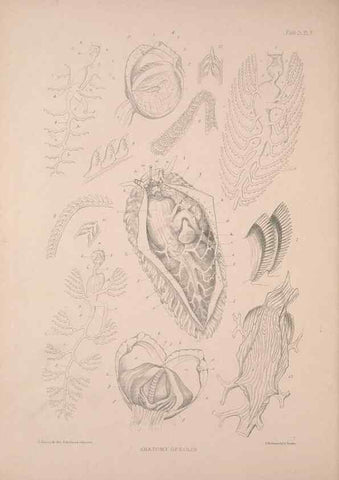 Reproducción/Reproduction 34792243494: A monograph of the British nudibranchiate Mollusca :. London :Printed for the Ray Society,1845-1910.