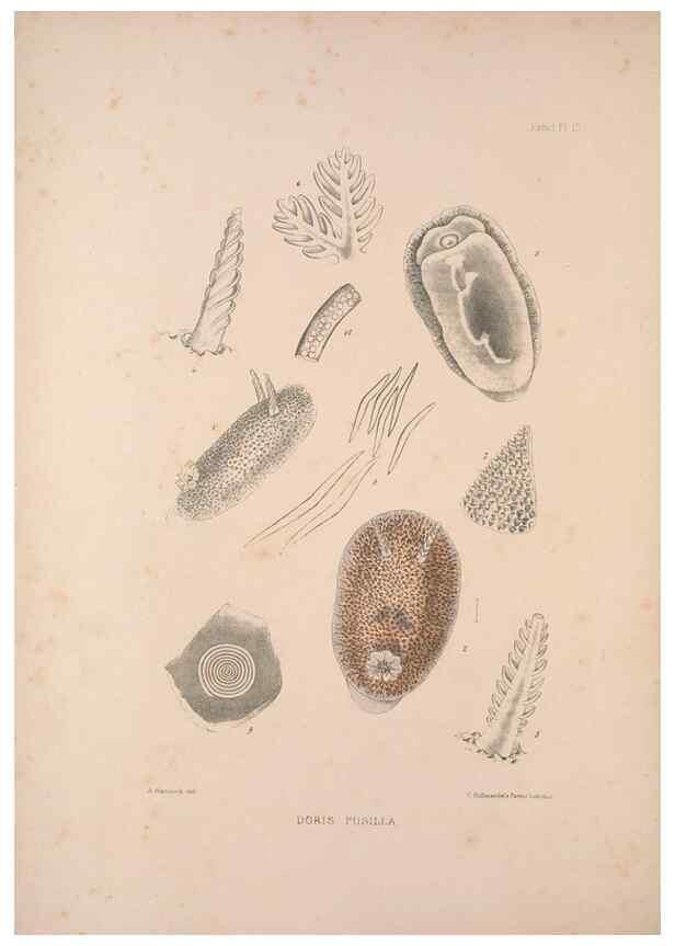 Reproducción/Reproduction 35246518780: A monograph of the British nudibranchiate Mollusca :. London :Printed for the Ray Society,1845-1910.