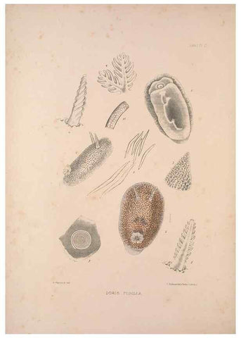 Reproducción/Reproduction 35246518780: A monograph of the British nudibranchiate Mollusca :. London :Printed for the Ray Society,1845-1910.