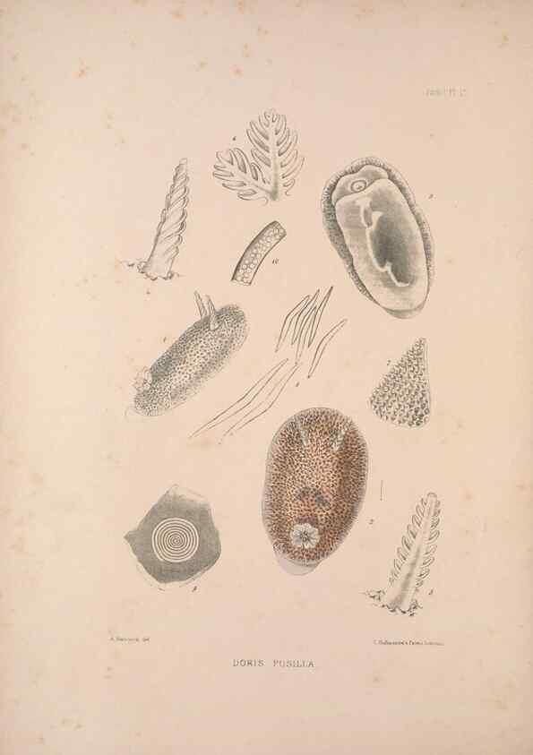 Reproducción/Reproduction 35246518780: A monograph of the British nudibranchiate Mollusca :. London :Printed for the Ray Society,1845-1910.