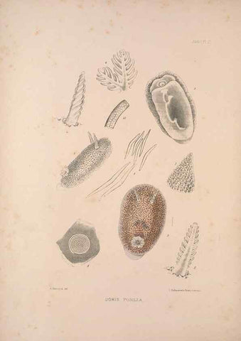Reproducción/Reproduction 35246518780: A monograph of the British nudibranchiate Mollusca :. London :Printed for the Ray Society,1845-1910.