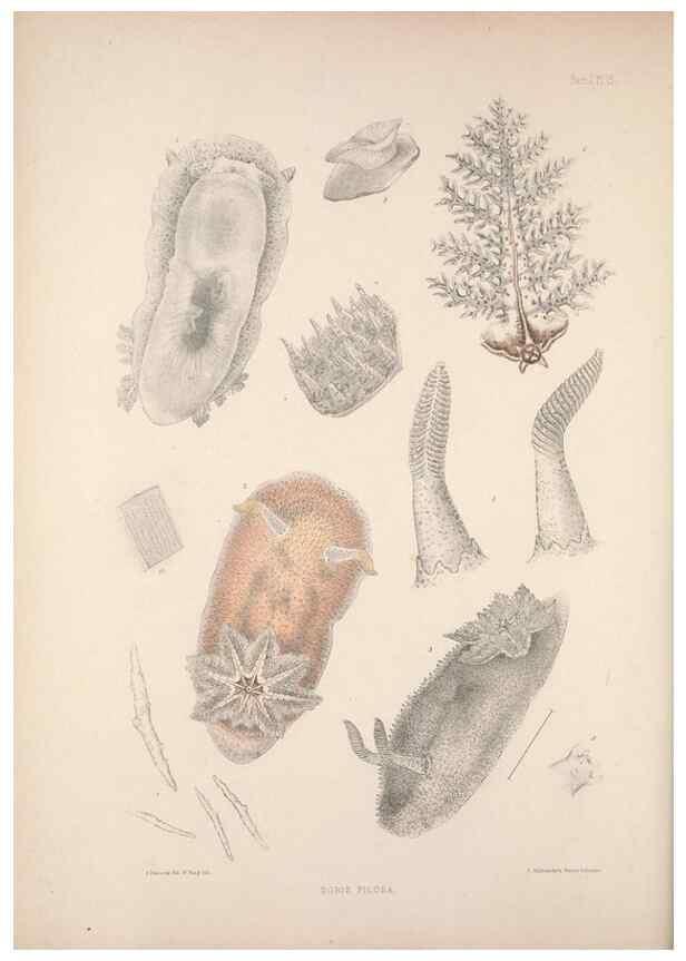 Reproducción/Reproduction 34824342193: A monograph of the British nudibranchiate Mollusca :. London :Printed for the Ray Society,1845-1910.