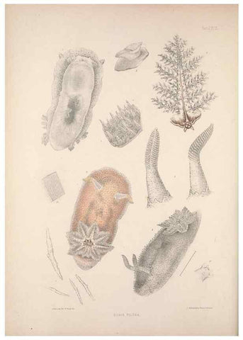 Reproducción/Reproduction 34824342193: A monograph of the British nudibranchiate Mollusca :. London :Printed for the Ray Society,1845-1910.