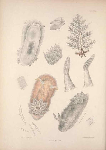 Reproducción/Reproduction 34824342193: A monograph of the British nudibranchiate Mollusca :. London :Printed for the Ray Society,1845-1910.