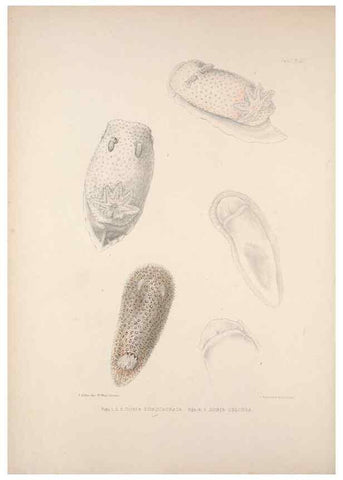 Reproducción/Reproduction 34792188344: A monograph of the British nudibranchiate Mollusca :. London :Printed for the Ray Society,1845-1910.
