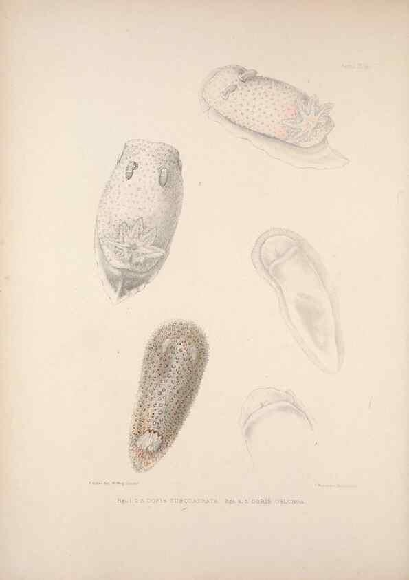 Reproducción/Reproduction 34792188344: A monograph of the British nudibranchiate Mollusca :. London :Printed for the Ray Society,1845-1910.