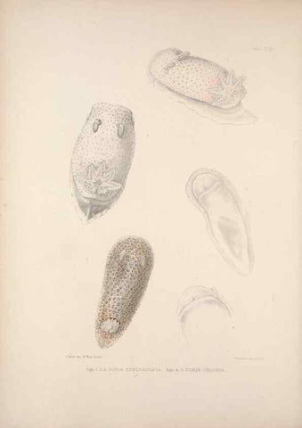 Reproducción/Reproduction 34792188344: A monograph of the British nudibranchiate Mollusca :. London :Printed for the Ray Society,1845-1910.