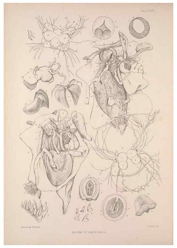 Reproducción/Reproduction 35594126246: A monograph of the British nudibranchiate Mollusca :. London :Printed for the Ray Society,1845-1910.