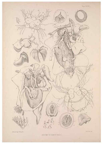 Reproducción/Reproduction 35594126246: A monograph of the British nudibranchiate Mollusca :. London :Printed for the Ray Society,1845-1910.