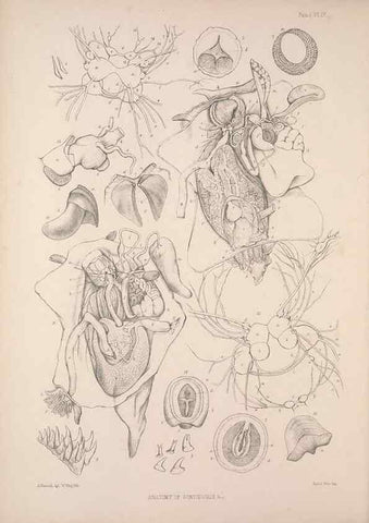 Reproducción/Reproduction 35594126246: A monograph of the British nudibranchiate Mollusca :. London :Printed for the Ray Society,1845-1910.