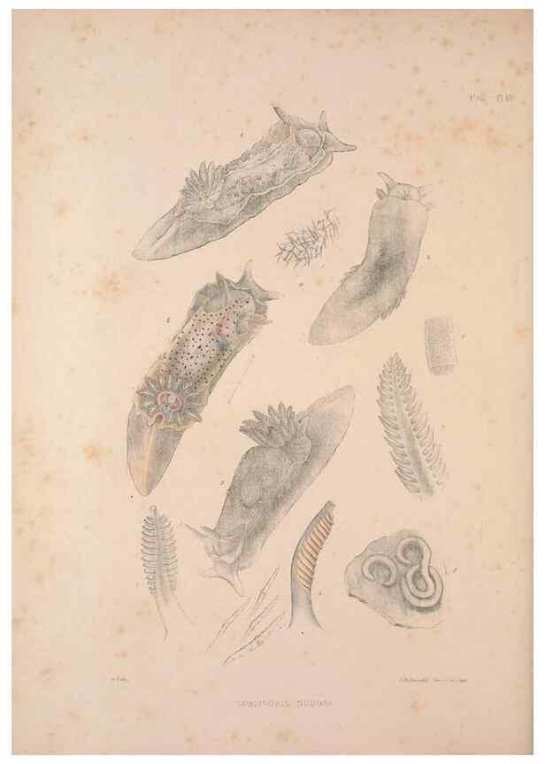 Reproducción/Reproduction 34792195464: A monograph of the British nudibranchiate Mollusca :. London :Printed for the Ray Society,1845-1910.
