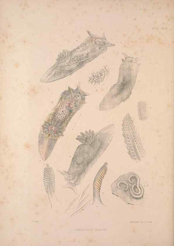 Reproducción/Reproduction 34792195464: A monograph of the British nudibranchiate Mollusca :. London :Printed for the Ray Society,1845-1910.