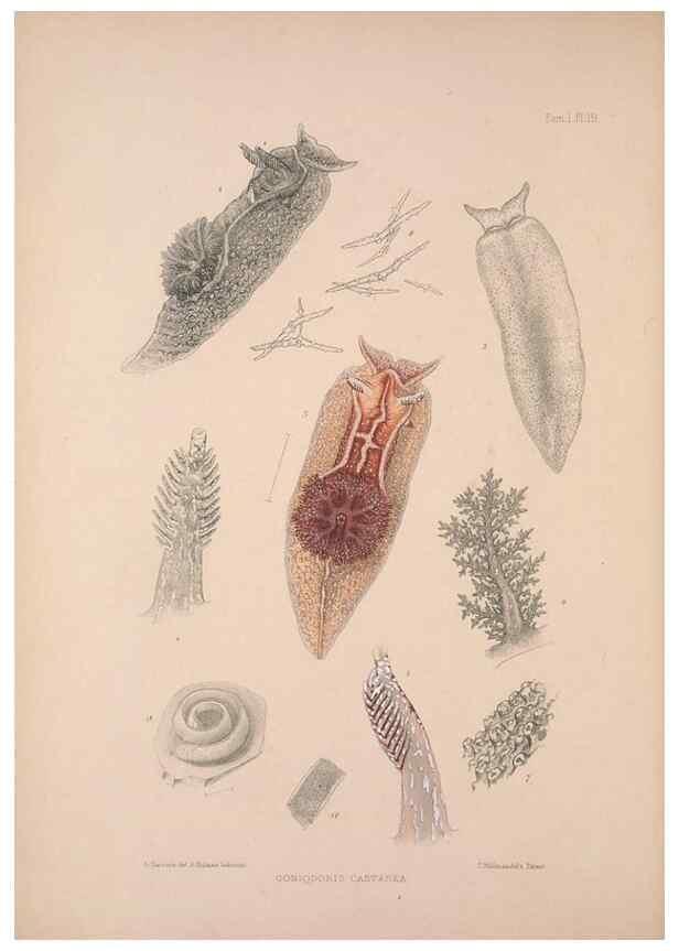 Reproducción/Reproduction 35594130836: A monograph of the British nudibranchiate Mollusca :. London :Printed for the Ray Society,1845-1910.