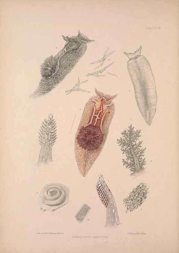 Reproducción/Reproduction 35594130836: A monograph of the British nudibranchiate Mollusca :. London :Printed for the Ray Society,1845-1910.