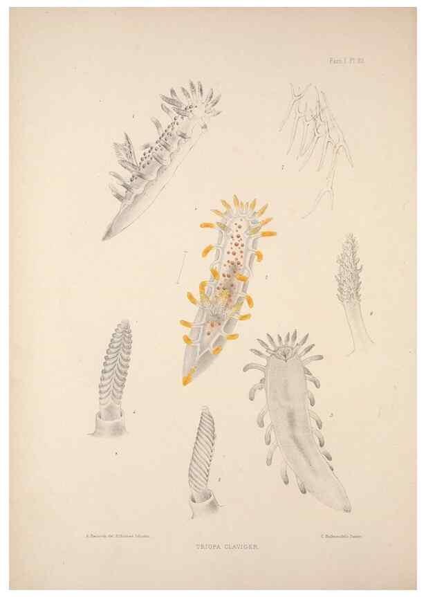 Reproducción/Reproduction 34824351953: A monograph of the British nudibranchiate Mollusca :. London :Printed for the Ray Society,1845-1910.