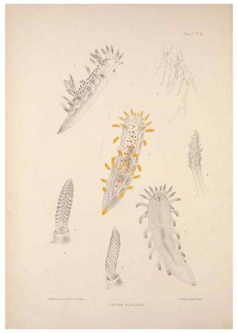 Reproducción/Reproduction 34824351953: A monograph of the British nudibranchiate Mollusca :. London :Printed for the Ray Society,1845-1910.