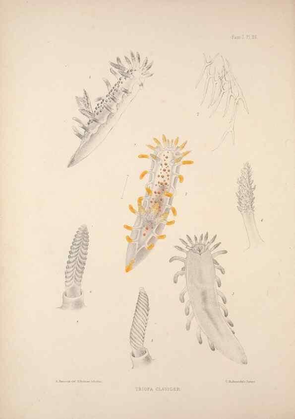 Reproducción/Reproduction 34824351953: A monograph of the British nudibranchiate Mollusca :. London :Printed for the Ray Society,1845-1910.