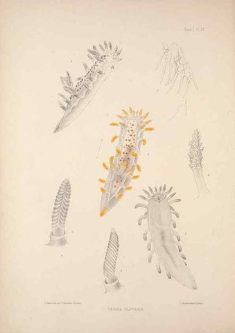 Reproducción/Reproduction 34824351953: A monograph of the British nudibranchiate Mollusca :. London :Printed for the Ray Society,1845-1910.