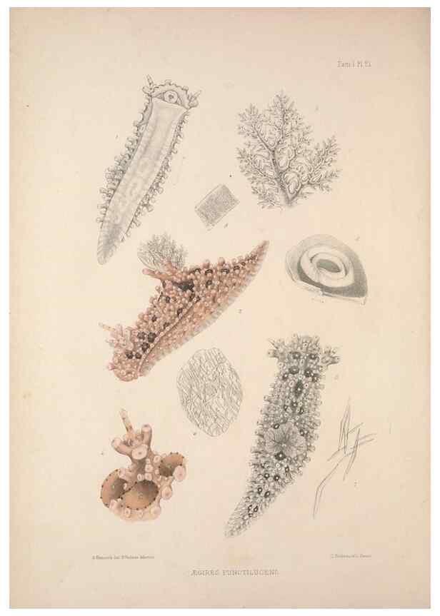 Reproducción/Reproduction 35502920121: A monograph of the British nudibranchiate Mollusca :. London :Printed for the Ray Society,1845-1910.