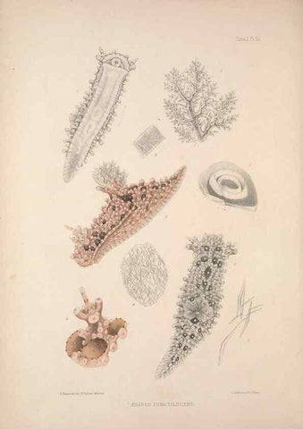Reproducción/Reproduction 35502920121: A monograph of the British nudibranchiate Mollusca :. London :Printed for the Ray Society,1845-1910.