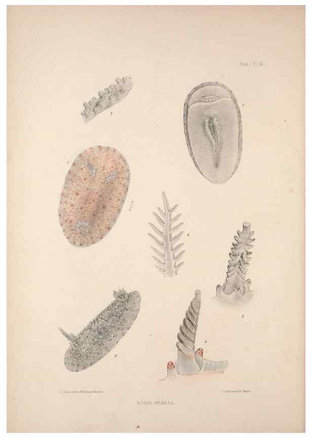 Reproducción/Reproduction 35246521200: A monograph of the British nudibranchiate Mollusca :. London :Printed for the Ray Society,1845-1910.