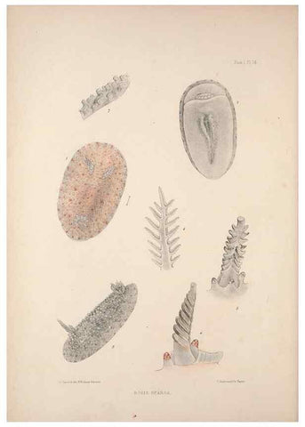 Reproducción/Reproduction 35246521200: A monograph of the British nudibranchiate Mollusca :. London :Printed for the Ray Society,1845-1910.